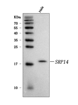 SRP14 Rabbit Polyclonal Antibody