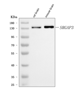 SRGAP3 Rabbit Polyclonal Antibody