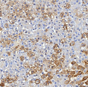 Hfe Rabbit Polyclonal Antibody