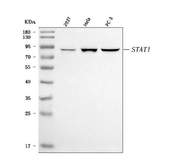 STAT1 Rabbit Polyclonal Antibody