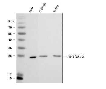 SPINK13 Rabbit Polyclonal Antibody