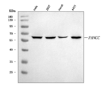 FANCC Rabbit Polyclonal Antibody