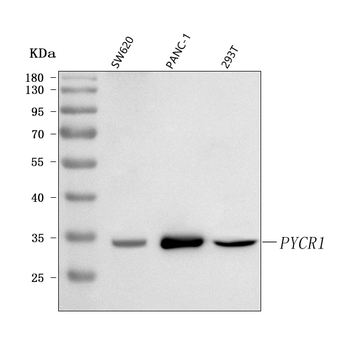 PYCR1 Rabbit Polyclonal Antibody