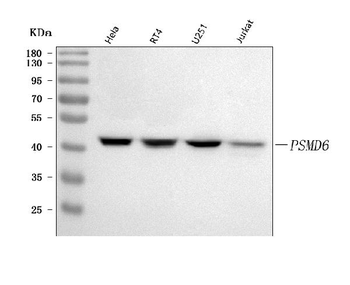 PSMD6 Rabbit Polyclonal Antibody