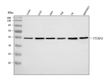 PSMD4 Rabbit Polyclonal Antibody