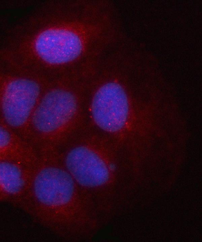 PSMD2 Rabbit Polyclonal Antibody