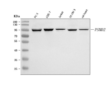 PSMD2 Rabbit Polyclonal Antibody