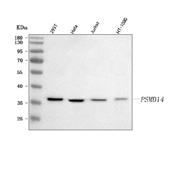 POH1/PSMD14 Rabbit Polyclonal Antibody