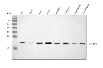 PSMB9 Rabbit Polyclonal Antibody