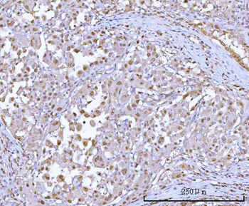 PSMA1 Antibody