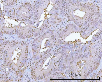 PSMA1 Antibody