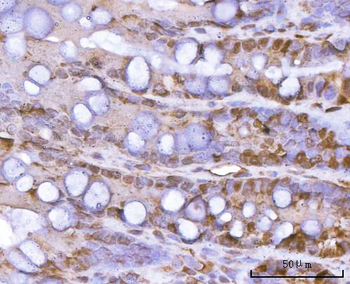 PSMA1 Antibody
