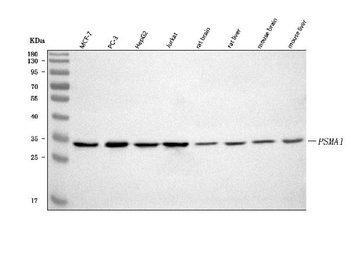PSMA1 Antibody