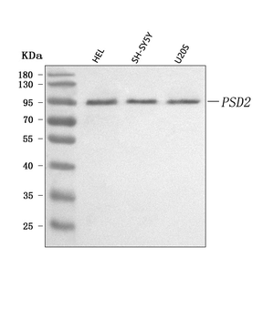 PSD2 Rabbit Polyclonal Antibody