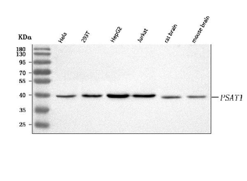 PSAT1 Rabbit Polyclonal Antibody