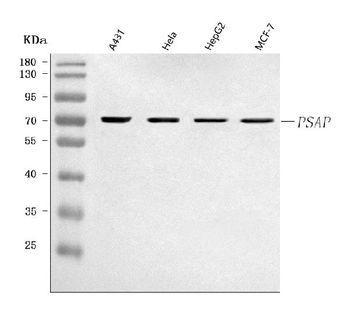PSAP Antibody
