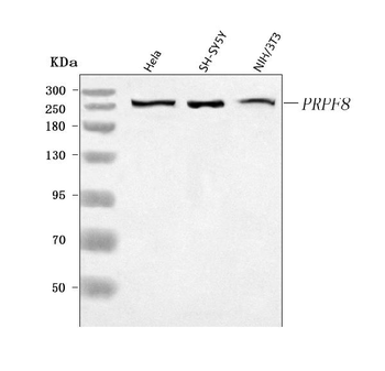 PRPF8 Rabbit Polyclonal Antibody