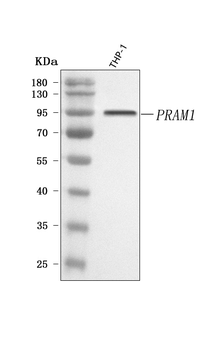 PRAM1 Rabbit Polyclonal Antibody