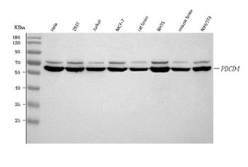 PDCD4 Rabbit Polyclonal Antibody