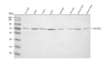 OPRM1 Rabbit Polyclonal Antibody
