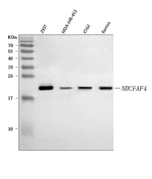 NDUFAF4 Rabbit Polyclonal Antibody