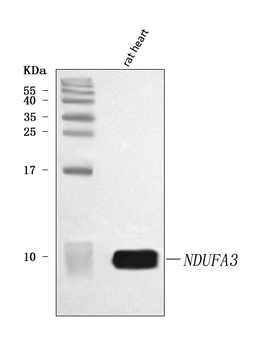 NDUFA3 Rabbit Polyclonal Antibody