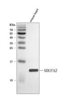 NDUFA2 Rabbit Polyclonal Antibody