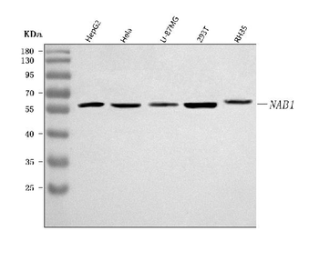 NAB1 Rabbit Polyclonal Antibody
