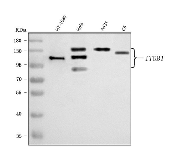 Integrin Beta 1/ITGB1 Rabbit Polyclonal Antibody