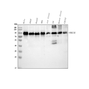 PRKCSH Antibody