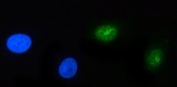 POLR3GL Rabbit Polyclonal Antibody
