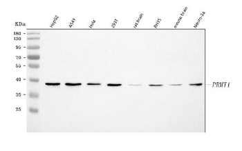 PRMT1 Rabbit Polyclonal Antibody