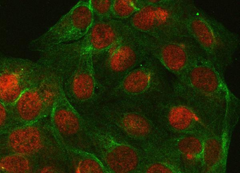 PPP4C Rabbit Polyclonal Antibody