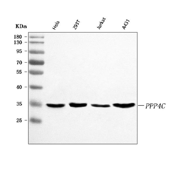 PPP4C Rabbit Polyclonal Antibody