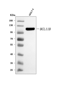 BCL11B Rabbit Polyclonal Antibody