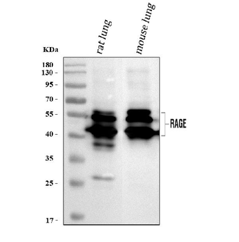 Ager Rabbit Polyclonal Antibody