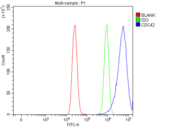 CDC42 Rabbit Polyclonal Antibody
