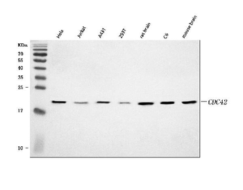CDC42 Rabbit Polyclonal Antibody