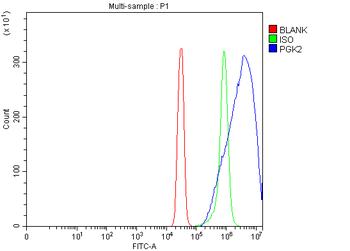 PGK2 Antibody