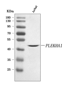 PLEKHA1 Rabbit Polyclonal Antibody