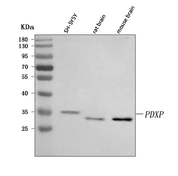 PDXP Rabbit Polyclonal Antibody