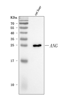 Angiogenin/Ang Rabbit Polyclonal Antibody