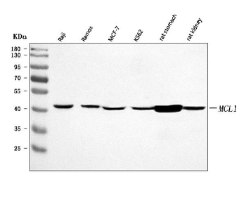 MCL1 Antibody