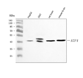 ATF4 Rabbit Polyclonal Antibody