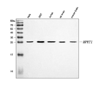HPRT1 Rabbit Polyclonal Antibody