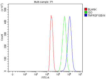 DR5/TNFRSF10B Antibody