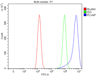 PLVAP Rabbit Polyclonal Antibody