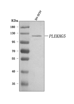 PLEKHG5 Rabbit Polyclonal Antibody