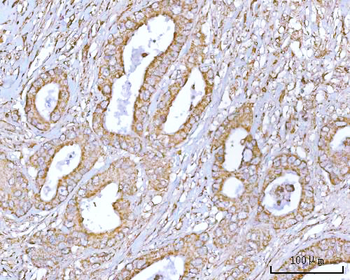 RPS13 Rabbit Polyclonal Antibody