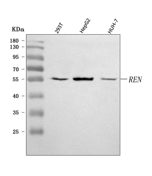 Renin/REN Rabbit Polyclonal Antibody